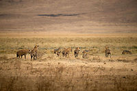 Battle of the Carnivores in the Ngorongoro crater - 2 This image is part 2 of a series in which the behavior of carnivores on the Ngorongoro crater floor is captured, in particular the stealing nature of Hyenas and Jackals, with the Lion as the victim.<br />
<br />
On this photo, a Jackal (on the far right) has managed to steal a small part of the lion's kill. This brings a lot of excitement. The Hyenas are awakened and grouping. The lion's will is broken, everyone can smell the opportunity. Africa,Lion,Ngorongoro,Ngorongoro Crater,Panthera leo,Serengeti area,Tanzania