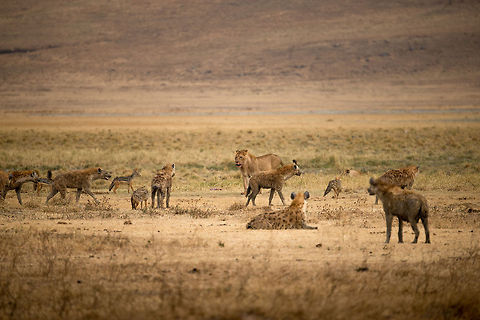 Battle of the Carnivores in the Ngorongoro crater - 3 This image is part 3 of a series in which the behavior of carnivores on the Ngorongoro crater floor is captured, in particular the stealing nature of Hyenas and Jackals, with the Lion as the victim.

In this scene, right after a small steal by a Jackal, our mixed group of thieving Hyenas and Jackals suddenly become bold and courageous. They're closing in on the lion, distracting it from multiple angles and in growing numbers. You can almost see the lion getting desperate. Africa,Lion,Ngorongoro,Ngorongoro Crater,Panthera leo,Serengeti area,Tanzania