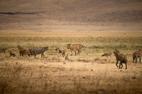 Battle of the Carnivores in the Ngorongoro crater - 4 This image is part 4 of a series in which the behavior of carnivores on the Ngorongoro crater floor is captured, in particular the stealing nature of Hyenas and Jackals, with the Lion as the victim.

In this scene, we see a Hyena making a bold in-your-face attempt to steal, with the lion responding aggressively. These aren't true attacks, they happen numerous times. It's a move to distract, and on the lion's behalf, a move to stand its ground. It can't afford to really follow up on an attack.  Africa,Lion,Ngorongoro,Ngorongoro Crater,Panthera leo,Serengeti area,Tanzania