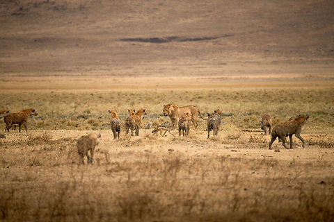 Battle of the Carnivores in the Ngorongoro crater - 5 This image is part 5 of a series in which the behavior of carnivores on the Ngorongoro crater floor is captured, in particular the stealing nature of Hyenas and Jackals, with the Lion as the victim.

This scenes shows the tipping point. Note the 3 angles in which the Hyenas are closing in, with a small Jackal behind the Lion covering the 4th angle. Africa,Lion,Ngorongoro,Ngorongoro Crater,Panthera leo,Serengeti area,Tanzania