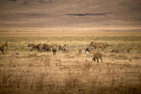 Battle of the Carnivores in the Ngorongoro crater - 6 This image is part 6 of a series in which the behavior of carnivores on the Ngorongoro crater floor is captured, in particular the stealing nature of Hyenas and Jackals, with the Lion as the victim.

This scene shows a major steal by the Hyenas (3rd one on the left). The lion was first distracted on the right, after which the left group took their chances. As the lion is angrily facing the thieves, meanwhile Jackals go for a smaller steal on the right. Africa,Lion,Ngorongoro,Ngorongoro Crater,Panthera leo,Serengeti area,Tanzania