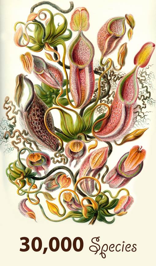 JungleDragon passes 30,000 documented species! With this post I'd like to celebrate a community milestone that was passed earlier this week. Collectively, we now have documented over 30,000 species, all of which can be browsed here:<br />
<br />
<a href="https://www.jungledragon.com/wildlife/browse" rel="nofollow">https://www.jungledragon.com/wildlife/browse</a><br />
<br />
Spread across about 126,000 well curated photos it emphasizes this community's focus on maximizing biodiversity. Our pace in adding new species is about 50-150 per week and has been consistent for several years.<br />
<br />
As it stands, Albert Kang has been the largest contributor of new species as the first to have introduced over 2,500 species. As other large contributors can attest to, just the uploading and administration of such a set spans hundred if not thousands of hours of effort. <br />
<br />
<a href="https://www.jungledragon.com/user/2994/albert_kang.html" class="user" title="view Albert Kang's profile"><img src="https://secure.gravatar.com/avatar.php?gravatar_id=be26a3e3dbfc2c2f875c7467f2b90899&d=identicon&size=80" alt="Albert Kang" /><em>Albert Kang</em></a><br />
<br />
Whilst we owe a lot to our "super contributors", the congratulations apply to the entire community. I want to emphasize the many ways in which members can and do contribute beyond just a raw species count:<br />
<br />
- Everyone is very much encouraged to keep adding photos to species already "known". Not only is this artistically welcome, it also tends to enrich the species documentation, for example its behavior, male/female differences, lifecycle, etc.<br />
<br />
- Some people make massive and important contributions by filling up blind spots on the map, documenting species from territories where we have little coverage. This too is immensely valuable, interesting, and educational.<br />
<br />
- Some people take a deep dive into a particular group of species, choosing specialism over generalism. This tends to lead to very deep and high value content that is greatly appreciated.<br />
<br />
- Some people take the documentation of a species to a scientific level, covering many angles, documenting identification keys, supplementing posts with rich educational text and even video.<br />
<br />
Bottom line, there's many ways to make JungleDragon your own and to contribute in a way that fits you best. They all add up to our community treasure chest, of which I'm most proud of.<br />
<br />
Thank you for loving wildlife and thank you for contributing, may it never stop.<br />
<br />
<section class="video"><iframe width="448" height="282" src="https://www.youtube-nocookie.com/embed/ziOih3Mgr7s?hd=1&autoplay=0&rel=0" frameborder="0" allowfullscreen></iframe></section><br />
(above video is old but reusing it :) JungleDragon,milestone