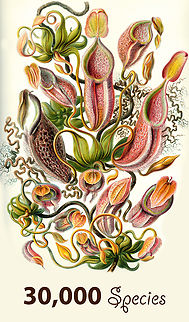 JungleDragon passes 30,000 documented species! With this post I'd like to celebrate a community milestone that was passed earlier this week. Collectively, we now have documented over 30,000 species, all of which can be browsed here:

https://www.jungledragon.com/wildlife/browse

Spread across about 126,000 well curated photos it emphasizes this community's focus on maximizing biodiversity. Our pace in adding new species is about 50-150 per week and has been consistent for several years.

As it stands, Albert Kang has been the largest contributor of new species as the first to have introduced over 2,500 species. As other large contributors can attest to, just the uploading and administration of such a set spans hundred if not thousands of hours of effort. 

https://www.jungledragon.com/user/2994/albert_kang.html

Whilst we owe a lot to our "super contributors", the congratulations apply to the entire community. I want to emphasize the many ways in which members can and do contribute beyond just a raw species count:

- Everyone is very much encouraged to keep adding photos to species already "known". Not only is this artistically welcome, it also tends to enrich the species documentation, for example its behavior, male/female differences, lifecycle, etc.

- Some people make massive and important contributions by filling up blind spots on the map, documenting species from territories where we have little coverage. This too is immensely valuable, interesting, and educational.

- Some people take a deep dive into a particular group of species, choosing specialism over generalism. This tends to lead to very deep and high value content that is greatly appreciated.

- Some people take the documentation of a species to a scientific level, covering many angles, documenting identification keys, supplementing posts with rich educational text and even video.

Bottom line, there's many ways to make JungleDragon your own and to contribute in a way that fits you best. They all add up to our community treasure chest, of which I'm most proud of.

Thank you for loving wildlife and thank you for contributing, may it never stop.

https://www.youtube.com/watch?v=ziOih3Mgr7s&t=142s
(above video is old but reusing it :) JungleDragon,milestone