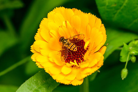 Marmalade Hover Fly on Pot Marigold flower, Heesch, Netherlands  Diffuser,Europe,Heesch,Netherlands,World,the Netherlands