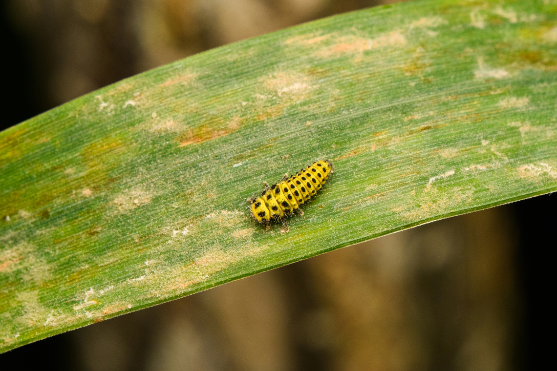 Twenty-two Spot Ladybird, Heesch, Netherlands Larva. Contrary to most ladybugs that are carnivores, this species eats fungi (mildew), which this leaf seems to have lots of. The adult is 3-5mm in size, the imago I&#039;m not sure of. Diffuser,Europe,Heesch,Netherlands,Psyllobora vigintiduopunctata,Twenty-two Spot Ladybird,World,the Netherlands
