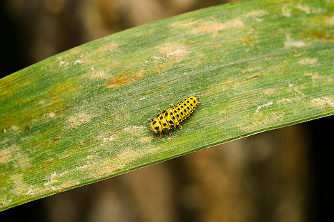 Twenty-two Spot Ladybird, Heesch, Netherlands Larva. Contrary to most ladybugs that are carnivores, this species eats fungi (mildew), which this leaf seems to have lots of. The adult is 3-5mm in size, the imago I'm not sure of. Diffuser,Europe,Heesch,Netherlands,Psyllobora vigintiduopunctata,Twenty-two Spot Ladybird,World,the Netherlands
