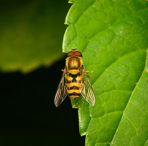 Common Flower Fly resting, Heesch, Netherlands Common Flower Fly,Diffuser,Europe,Heesch,Netherlands,Syrphus ribesii,World,the Netherlands