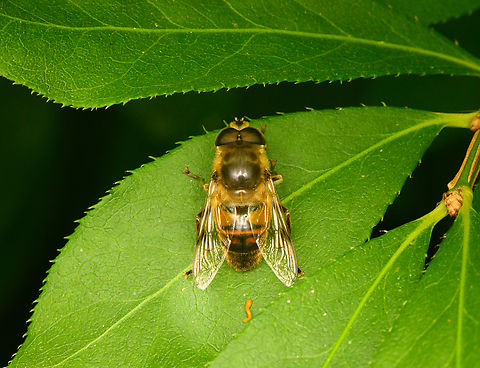 Common Drone Fly, Heesch, Netherlands https://www.jungledragon.com/image/137032/common_drone_fly_-_side_view_heesch_netherlands.html Common Drone Fly,Diffuser,Eristalis tenax,Europe,Heesch,Netherlands,World,the Netherlands