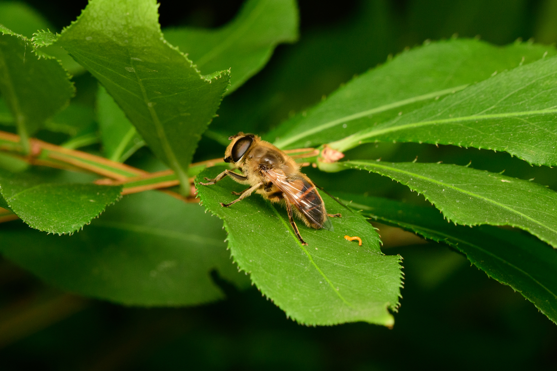 Common Drone Fly - side view, Heesch, Netherlands <figure class="photo"><a href="https://www.jungledragon.com/image/137031/common_drone_fly_heesch_netherlands.html" title="Common Drone Fly, Heesch, Netherlands"><img src="https://s3.amazonaws.com/media.jungledragon.com/images/2/137031_thumb.jpg?AWSAccessKeyId=05GMT0V3GWVNE7GGM1R2&Expires=1759968010&Signature=RNOHyTpiBv0uww%2F%2FJluMo6hXbEU%3D" width="200" height="154" alt="Common Drone Fly, Heesch, Netherlands https://www.jungledragon.com/image/137032/common_drone_fly_-_side_view_heesch_netherlands.html Common Drone Fly,Diffuser,Eristalis tenax,Europe,Heesch,Netherlands,World,the Netherlands" /></a></figure> Common Drone Fly,Diffuser,Eristalis tenax,Europe,Heesch,Netherlands,World,the Netherlands