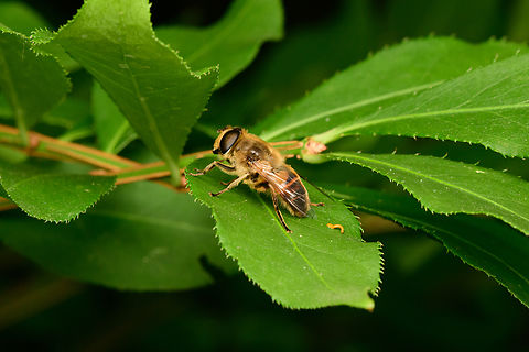 Common Drone Fly - side view, Heesch, Netherlands https://www.jungledragon.com/image/137031/common_drone_fly_heesch_netherlands.html Common Drone Fly,Diffuser,Eristalis tenax,Europe,Heesch,Netherlands,World,the Netherlands