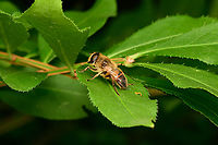 Common Drone Fly - side view, Heesch, Netherlands https://www.jungledragon.com/image/137031/common_drone_fly_heesch_netherlands.html Common Drone Fly,Diffuser,Eristalis tenax,Europe,Heesch,Netherlands,World,the Netherlands