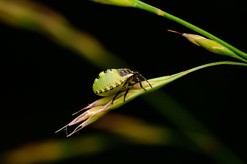 Green shield bug - 2nd instar, Heesch, Netherlands Reference for lifecycle of this species:
https://www.flickr.com/photos/ashe/2370195401

On an unrelated note, at this time of writing we've documented exactly 1,000 hemiptera (true bugs):
https://www.jungledragon.com/wildlife/browse/animalia/arthropoda/insecta/hemiptera Diffuser,Europe,Green shield bug,Heesch,Netherlands,Palomena prasina,World,the Netherlands