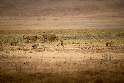 Battle of the Carnivores in the Ngorongoro crater - 9 This image is part 9 of a series in which the behavior of carnivores on the Ngorongoro crater floor is captured, in particular the stealing nature of Hyenas and Jackals, with the Lion as the victim.

In this scene, the Lions are cranky for just having major parts of their kill stolen by Hyenas. Yet they don't even have time to be down, as Jackals remain around for the smaller leftovers. Africa,Lion,Ngorongoro,Ngorongoro Crater,Panthera leo,Serengeti area,Tanzania