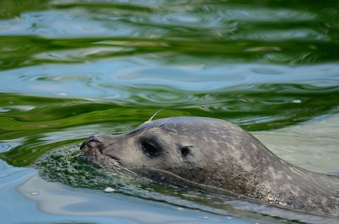 Seal slides through the water Close up of a seal sliding through the greenish water. Seals are also called Pinnipeds, they are mammals. Harbor,Mammals,Phoca vitulina,Pinnipeds,Rhenen Zoo,Seal,common or harbour seal