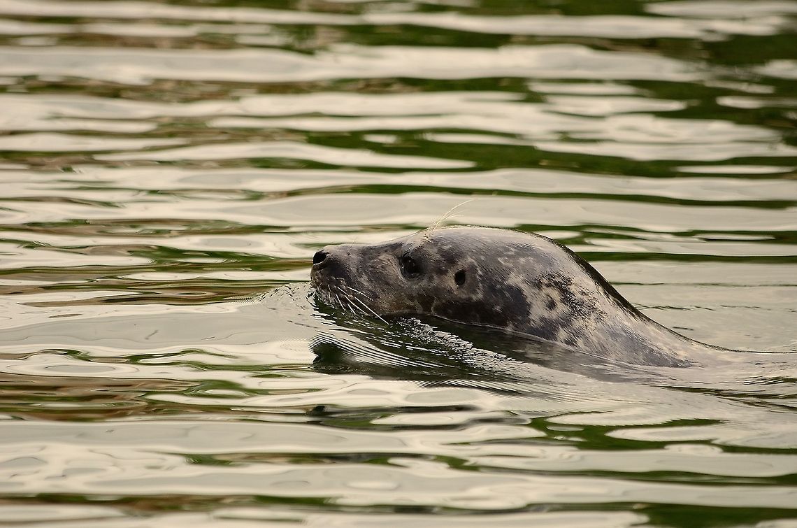 Seal going for a swim Another seal, a marine mammal, swimming in the water. They regularly come up to breath. Harbor,Mammals,Phoca vitulina,Pinnipeds,Rhenen Zoo,Seal,common or harbour seal
