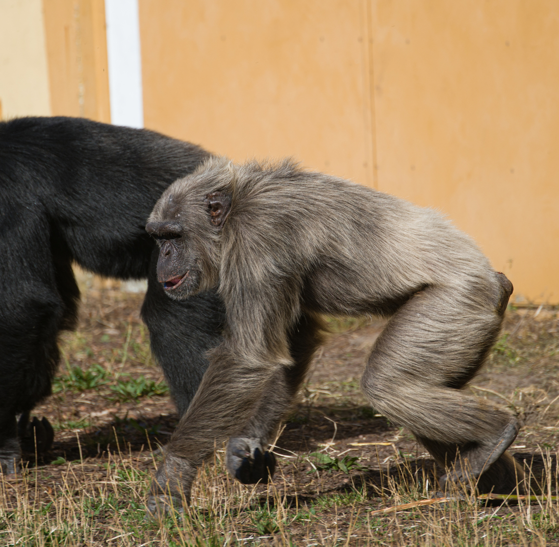 Common chimpanzee, Beekse Bergen, Netherlands Zoo photo. Although any zoo is a compromise, this particular one is admirable for giving the animals very large living spaces. An impression:<br />
<section class="video"><iframe width="448" height="282" src="https://www.youtube-nocookie.com/embed/-83AUvIbUEg?hd=1&autoplay=0&rel=0" frameborder="0" allowfullscreen></iframe></section> Beekse Bergen,Common chimpanzee,Europe,Netherlands,Pan troglodytes,World