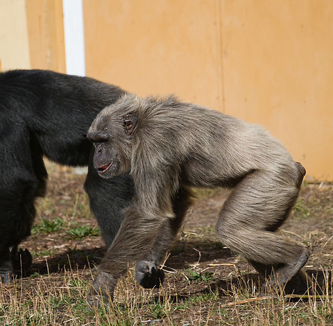 Common chimpanzee, Beekse Bergen, Netherlands Zoo photo. Although any zoo is a compromise, this particular one is admirable for giving the animals very large living spaces. An impression:
https://www.youtube.com/watch?v=-83AUvIbUEg Beekse Bergen,Common chimpanzee,Europe,Netherlands,Pan troglodytes,World