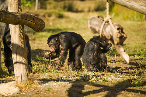 Common chimpanzee playground, Beekse Bergen, Netherlands Zoo photo. Although any zoo is a compromise, this particular one is admirable for giving the animals very large living spaces. An impression:
https://www.youtube.com/watch?v=-83AUvIbUEg Beekse Bergen,Common chimpanzee,Europe,Netherlands,Pan troglodytes,World