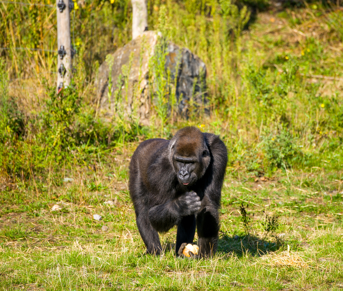 Western gorilla (female), Beekse Bergen, Netherlands Zoo photo. This female gorilla is part of a harem consisting of 3 females and one male. The group has successfully produced offspring twice now. Female gorillas typically give birth to a single young, at most once every 4 years.<br />
<section class="video"><iframe width="448" height="282" src="https://www.youtube-nocookie.com/embed/NQ_6WEVUVHY?hd=1&autoplay=0&rel=0" frameborder="0" allowfullscreen></iframe></section> Beekse Bergen,Europe,Gorilla gorilla,Netherlands,Western gorilla,World