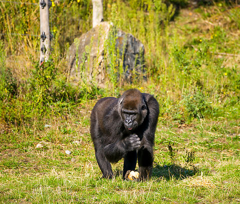 Western gorilla (female), Beekse Bergen, Netherlands Zoo photo. This female gorilla is part of a harem consisting of 3 females and one male. The group has successfully produced offspring twice now. Female gorillas typically give birth to a single young, at most once every 4 years.
https://www.youtube.com/watch?v=NQ_6WEVUVHY&t=34s Beekse Bergen,Europe,Gorilla gorilla,Netherlands,Western gorilla,World