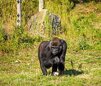 Western gorilla (female), Beekse Bergen, Netherlands Zoo photo. This female gorilla is part of a harem consisting of 3 females and one male. The group has successfully produced offspring twice now. Female gorillas typically give birth to a single young, at most once every 4 years.<br />
https://www.youtube.com/watch?v=NQ_6WEVUVHY&t=34s Beekse Bergen,Europe,Gorilla gorilla,Netherlands,Western gorilla,World