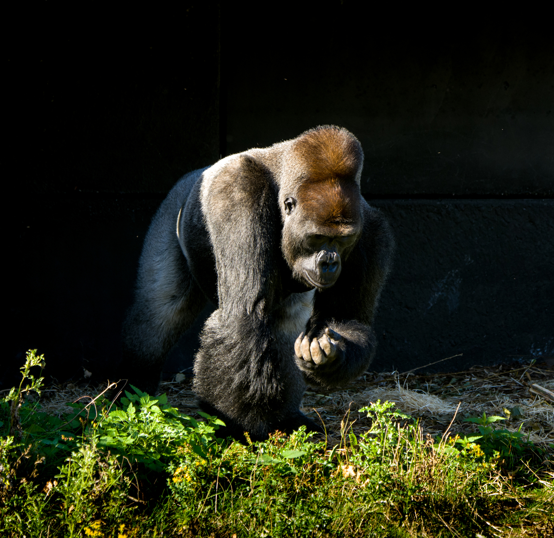 Western gorilla (male), Beekse Bergen, Netherlands This is Komale, a male gorilla as part of a harem of 3 females. At the time of this photo, Komale was 13 years old and a father of two.<br />
<br />
A famously misunderstood animal. A peaceful and calm vegetarian, for as long as you do not challenge his dominance. What happens when the raw power of a male gorilla is set loose is permanently engraved in dutch culture by means of the word: "Bokito-proof".<br />
<br />
It's a reference to an incident in 2007 where Bokito, a male Gorilla housed in a zoo near Rotterdam, managed to escape his enclosure and severely wounded a woman and injured 3 others. The particular woman had been visiting Bokito several times per week for a long time. She would tap the glass, smile at the gorilla, and stare at him. Zoo staff repeatedly told her to stop doing this, but she continued, claiming to have a special bond with him. The bond was indeed special, but not in a good way. Tapping, smiling and staring taunts gorillas.<br />
<br />
It had been Bokito's second escape, hence "Bokito-proof" refers to the extreme amount of counter measures one must take to resist a rare but explosive outburst of aggression.<br />
<figure class="photo"><a href="https://www.jungledragon.com/image/137477/western_gorilla_male_-_frontal_beekse_bergen_netherlands.html" title="Western gorilla (male) - frontal, Beekse Bergen, Netherlands"><img src="https://s3.amazonaws.com/media.jungledragon.com/images/2/137477_thumb.jpg?AWSAccessKeyId=05GMT0V3GWVNE7GGM1R2&Expires=1770854410&Signature=%2FCJdRE6Z6OiP5m%2BV4ROA76KXtM0%3D" width="142" height="152" alt="Western gorilla (male) - frontal, Beekse Bergen, Netherlands This is Komale, a male gorilla as part of a harem of 3 females. At the time of this photo, Komale was 13 years old and a father of two.<br />
<br />
A famously misunderstood animal. A peaceful and calm vegetarian, for as long as you do not challenge his dominance. What happens when the raw power of a male gorilla is set loose is permanently engraved in dutch culture by means of the word: "Bokito-proof".<br />
<br />
It's a reference to an incident in 2007 where Bokito, a male Gorilla housed in a zoo near Rotterdam, managed to escape his enclosure and severely wounded a woman and injured 3 others. The particular woman had been visiting Bokito several times per week for a long time. She would tap the glass, smile at the gorilla, and stare at him. Zoo staff repeatedly told her to stop doing this, but she continued, claiming to have a special bond with him. The bond was indeed special, but not in a good way. Tapping, smiling and staring taunts gorillas.<br />
<br />
It had been Bokito's second escape, hence "Bokito-proof" refers to the extreme amount of counter measures one must take to resist a rare but explosive outburst of aggression.<br />
https://www.jungledragon.com/image/137475/western_gorilla_male_beekse_bergen_netherlands.html<br />
https://www.jungledragon.com/image/137476/western_gorilla_male_-_closeup_beekse_bergen_netherlands.html<br />
https://www.jungledragon.com/image/137478/western_gorilla_male_-_side_view_beekse_bergen_netherlands.html Beekse Bergen,Europe,Gorilla gorilla,Netherlands,Western gorilla,World" /></a></figure><br />
<figure class="photo"><a href="https://www.jungledragon.com/image/137476/western_gorilla_male_-_closeup_beekse_bergen_netherlands.html" title="Western gorilla (male) - closeup, Beekse Bergen, Netherlands"><img src="https://s3.amazonaws.com/media.jungledragon.com/images/2/137476_thumb.jpg?AWSAccessKeyId=05GMT0V3GWVNE7GGM1R2&Expires=1770854410&Signature=nC%2FcTfOHvBMr9B4%2BwTwHAgNtT74%3D" width="200" height="162" alt="Western gorilla (male) - closeup, Beekse Bergen, Netherlands This is Komale, a male gorilla as part of a harem of 3 females. At the time of this photo, Komale was 13 years old and a father of two.<br />
<br />
A famously misunderstood animal. A peaceful and calm vegetarian, for as long as you do not challenge his dominance. What happens when the raw power of a male gorilla is set loose is permanently engraved in dutch culture by means of the word: "Bokito-proof".<br />
<br />
It's a reference to an incident in 2007 where Bokito, a male Gorilla housed in a zoo near Rotterdam, managed to escape his enclosure and severely wounded a woman and injured 3 others. The particular woman had been visiting Bokito several times per week for a long time. She would tap the glass, smile at the gorilla, and stare at him. Zoo staff repeatedly told her to stop doing this, but she continued, claiming to have a special bond with him. The bond was indeed special, but not in a good way. Tapping, smiling and staring taunts gorillas.<br />
<br />
It had been Bokito's second escape, hence "Bokito-proof" refers to the extreme amount of counter measures one must take to resist a rare but explosive outburst of aggression.<br />
https://www.jungledragon.com/image/137475/western_gorilla_male_beekse_bergen_netherlands.html<br />
https://www.jungledragon.com/image/137477/western_gorilla_male_-_frontal_beekse_bergen_netherlands.html<br />
https://www.jungledragon.com/image/137478/western_gorilla_male_-_side_view_beekse_bergen_netherlands.html Beekse Bergen,Europe,Gorilla gorilla,Netherlands,Western gorilla,World" /></a></figure><br />
<figure class="photo"><a href="https://www.jungledragon.com/image/137478/western_gorilla_male_-_side_view_beekse_bergen_netherlands.html" title="Western gorilla (male) - side view, Beekse Bergen, Netherlands"><img src="https://s3.amazonaws.com/media.jungledragon.com/images/2/137478_thumb.jpg?AWSAccessKeyId=05GMT0V3GWVNE7GGM1R2&Expires=1770854410&Signature=FHMnVZ5OJrfrggia21gI10McyQc%3D" width="200" height="134" alt="Western gorilla (male) - side view, Beekse Bergen, Netherlands This is Komale, a male gorilla as part of a harem of 3 females. At the time of this photo, Komale was 13 years old and a father of two.<br />
<br />
A famously misunderstood animal. A peaceful and calm vegetarian, for as long as you do not challenge his dominance. What happens when the raw power of a male gorilla is set loose is permanently engraved in dutch culture by means of the word: "Bokito-proof".<br />
<br />
It's a reference to an incident in 2007 where Bokito, a male Gorilla housed in a zoo near Rotterdam, managed to escape his enclosure and severely wounded a woman and injured 3 others. The particular woman had been visiting Bokito several times per week for a long time. She would tap the glass, smile at the gorilla, and stare at him. Zoo staff repeatedly told her to stop doing this, but she continued, claiming to have a special bond with him. The bond was indeed special, but not in a good way. Tapping, smiling and staring taunts gorillas.<br />
<br />
It had been Bokito's second escape, hence "Bokito-proof" refers to the extreme amount of counter measures one must take to resist a rare but explosive outburst of aggression.<br />
https://www.jungledragon.com/image/137475/western_gorilla_male_beekse_bergen_netherlands.html<br />
https://www.jungledragon.com/image/137477/western_gorilla_male_-_frontal_beekse_bergen_netherlands.html<br />
https://www.jungledragon.com/image/137476/western_gorilla_male_-_closeup_beekse_bergen_netherlands.html Beekse Bergen,Europe,Gorilla gorilla,Netherlands,Western gorilla,World" /></a></figure> Beekse Bergen,Europe,Gorilla gorilla,Netherlands,Western gorilla,World