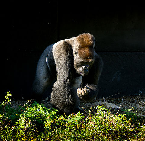 Western gorilla (male), Beekse Bergen, Netherlands This is Komale, a male gorilla as part of a harem of 3 females. At the time of this photo, Komale was 13 years old and a father of two.

A famously misunderstood animal. A peaceful and calm vegetarian, for as long as you do not challenge his dominance. What happens when the raw power of a male gorilla is set loose is permanently engraved in dutch culture by means of the word: "Bokito-proof".

It's a reference to an incident in 2007 where Bokito, a male Gorilla housed in a zoo near Rotterdam, managed to escape his enclosure and severely wounded a woman and injured 3 others. The particular woman had been visiting Bokito several times per week for a long time. She would tap the glass, smile at the gorilla, and stare at him. Zoo staff repeatedly told her to stop doing this, but she continued, claiming to have a special bond with him. The bond was indeed special, but not in a good way. Tapping, smiling and staring taunts gorillas.

It had been Bokito's second escape, hence "Bokito-proof" refers to the extreme amount of counter measures one must take to resist a rare but explosive outburst of aggression.
https://www.jungledragon.com/image/137477/western_gorilla_male_-_frontal_beekse_bergen_netherlands.html
https://www.jungledragon.com/image/137476/western_gorilla_male_-_closeup_beekse_bergen_netherlands.html
https://www.jungledragon.com/image/137478/western_gorilla_male_-_side_view_beekse_bergen_netherlands.html Beekse Bergen,Europe,Gorilla gorilla,Netherlands,Western gorilla,World