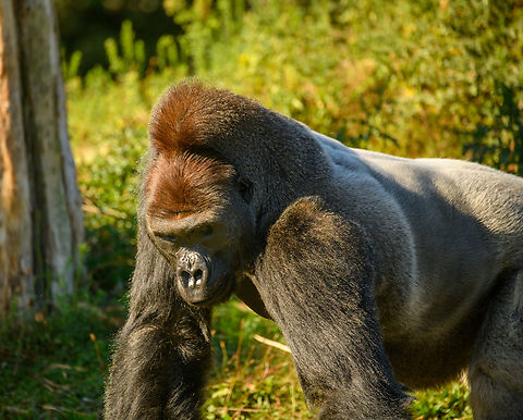 Western gorilla (male) - closeup, Beekse Bergen, Netherlands This is Komale, a male gorilla as part of a harem of 3 females. At the time of this photo, Komale was 13 years old and a father of two.

A famously misunderstood animal. A peaceful and calm vegetarian, for as long as you do not challenge his dominance. What happens when the raw power of a male gorilla is set loose is permanently engraved in dutch culture by means of the word: "Bokito-proof".

It's a reference to an incident in 2007 where Bokito, a male Gorilla housed in a zoo near Rotterdam, managed to escape his enclosure and severely wounded a woman and injured 3 others. The particular woman had been visiting Bokito several times per week for a long time. She would tap the glass, smile at the gorilla, and stare at him. Zoo staff repeatedly told her to stop doing this, but she continued, claiming to have a special bond with him. The bond was indeed special, but not in a good way. Tapping, smiling and staring taunts gorillas.

It had been Bokito's second escape, hence "Bokito-proof" refers to the extreme amount of counter measures one must take to resist a rare but explosive outburst of aggression.
https://www.jungledragon.com/image/137475/western_gorilla_male_beekse_bergen_netherlands.html
https://www.jungledragon.com/image/137477/western_gorilla_male_-_frontal_beekse_bergen_netherlands.html
https://www.jungledragon.com/image/137478/western_gorilla_male_-_side_view_beekse_bergen_netherlands.html Beekse Bergen,Europe,Gorilla gorilla,Netherlands,Western gorilla,World