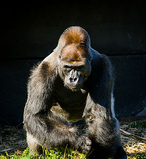 Western gorilla (male) - frontal, Beekse Bergen, Netherlands This is Komale, a male gorilla as part of a harem of 3 females. At the time of this photo, Komale was 13 years old and a father of two.

A famously misunderstood animal. A peaceful and calm vegetarian, for as long as you do not challenge his dominance. What happens when the raw power of a male gorilla is set loose is permanently engraved in dutch culture by means of the word: "Bokito-proof".

It's a reference to an incident in 2007 where Bokito, a male Gorilla housed in a zoo near Rotterdam, managed to escape his enclosure and severely wounded a woman and injured 3 others. The particular woman had been visiting Bokito several times per week for a long time. She would tap the glass, smile at the gorilla, and stare at him. Zoo staff repeatedly told her to stop doing this, but she continued, claiming to have a special bond with him. The bond was indeed special, but not in a good way. Tapping, smiling and staring taunts gorillas.

It had been Bokito's second escape, hence "Bokito-proof" refers to the extreme amount of counter measures one must take to resist a rare but explosive outburst of aggression.
https://www.jungledragon.com/image/137475/western_gorilla_male_beekse_bergen_netherlands.html
https://www.jungledragon.com/image/137476/western_gorilla_male_-_closeup_beekse_bergen_netherlands.html
https://www.jungledragon.com/image/137478/western_gorilla_male_-_side_view_beekse_bergen_netherlands.html Beekse Bergen,Europe,Gorilla gorilla,Netherlands,Western gorilla,World