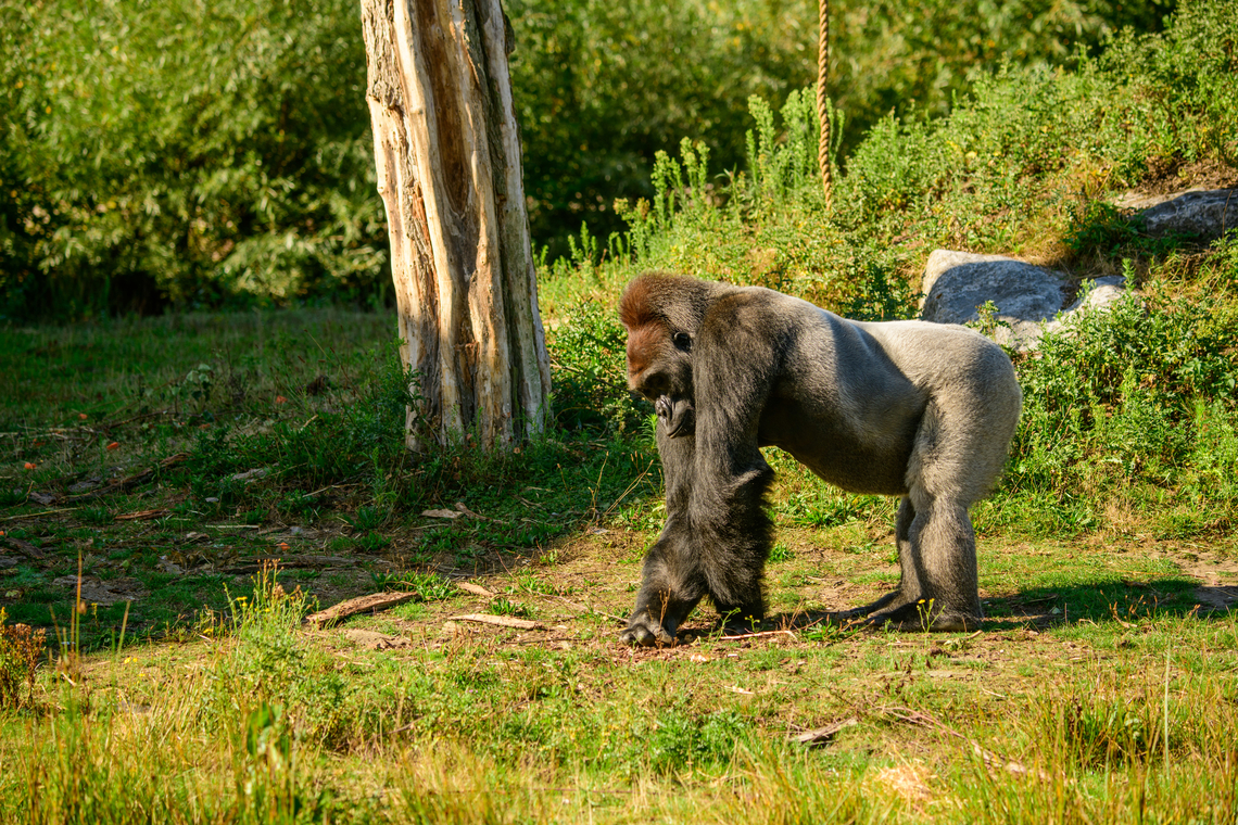 Western gorilla (male) - side view, Beekse Bergen, Netherlands This is Komale, a male gorilla as part of a harem of 3 females. At the time of this photo, Komale was 13 years old and a father of two.<br />
<br />
A famously misunderstood animal. A peaceful and calm vegetarian, for as long as you do not challenge his dominance. What happens when the raw power of a male gorilla is set loose is permanently engraved in dutch culture by means of the word: "Bokito-proof".<br />
<br />
It's a reference to an incident in 2007 where Bokito, a male Gorilla housed in a zoo near Rotterdam, managed to escape his enclosure and severely wounded a woman and injured 3 others. The particular woman had been visiting Bokito several times per week for a long time. She would tap the glass, smile at the gorilla, and stare at him. Zoo staff repeatedly told her to stop doing this, but she continued, claiming to have a special bond with him. The bond was indeed special, but not in a good way. Tapping, smiling and staring taunts gorillas.<br />
<br />
It had been Bokito's second escape, hence "Bokito-proof" refers to the extreme amount of counter measures one must take to resist a rare but explosive outburst of aggression.<br />
<figure class="photo"><a href="https://www.jungledragon.com/image/137475/western_gorilla_male_beekse_bergen_netherlands.html" title="Western gorilla (male), Beekse Bergen, Netherlands"><img src="https://s3.amazonaws.com/media.jungledragon.com/images/2/137475_thumb.jpg?AWSAccessKeyId=05GMT0V3GWVNE7GGM1R2&Expires=1759968010&Signature=wuMk532AwAtKJ06e96p8dA1QLzo%3D" width="200" height="196" alt="Western gorilla (male), Beekse Bergen, Netherlands This is Komale, a male gorilla as part of a harem of 3 females. At the time of this photo, Komale was 13 years old and a father of two.<br />
<br />
A famously misunderstood animal. A peaceful and calm vegetarian, for as long as you do not challenge his dominance. What happens when the raw power of a male gorilla is set loose is permanently engraved in dutch culture by means of the word: "Bokito-proof".<br />
<br />
It's a reference to an incident in 2007 where Bokito, a male Gorilla housed in a zoo near Rotterdam, managed to escape his enclosure and severely wounded a woman and injured 3 others. The particular woman had been visiting Bokito several times per week for a long time. She would tap the glass, smile at the gorilla, and stare at him. Zoo staff repeatedly told her to stop doing this, but she continued, claiming to have a special bond with him. The bond was indeed special, but not in a good way. Tapping, smiling and staring taunts gorillas.<br />
<br />
It had been Bokito's second escape, hence "Bokito-proof" refers to the extreme amount of counter measures one must take to resist a rare but explosive outburst of aggression.<br />
https://www.jungledragon.com/image/137477/western_gorilla_male_-_frontal_beekse_bergen_netherlands.html<br />
https://www.jungledragon.com/image/137476/western_gorilla_male_-_closeup_beekse_bergen_netherlands.html<br />
https://www.jungledragon.com/image/137478/western_gorilla_male_-_side_view_beekse_bergen_netherlands.html Beekse Bergen,Europe,Gorilla gorilla,Netherlands,Western gorilla,World" /></a></figure><br />
<figure class="photo"><a href="https://www.jungledragon.com/image/137477/western_gorilla_male_-_frontal_beekse_bergen_netherlands.html" title="Western gorilla (male) - frontal, Beekse Bergen, Netherlands"><img src="https://s3.amazonaws.com/media.jungledragon.com/images/2/137477_thumb.jpg?AWSAccessKeyId=05GMT0V3GWVNE7GGM1R2&Expires=1759968010&Signature=ScNOHaB6%2FGW58OkU2cvSLRjScnI%3D" width="142" height="152" alt="Western gorilla (male) - frontal, Beekse Bergen, Netherlands This is Komale, a male gorilla as part of a harem of 3 females. At the time of this photo, Komale was 13 years old and a father of two.<br />
<br />
A famously misunderstood animal. A peaceful and calm vegetarian, for as long as you do not challenge his dominance. What happens when the raw power of a male gorilla is set loose is permanently engraved in dutch culture by means of the word: "Bokito-proof".<br />
<br />
It's a reference to an incident in 2007 where Bokito, a male Gorilla housed in a zoo near Rotterdam, managed to escape his enclosure and severely wounded a woman and injured 3 others. The particular woman had been visiting Bokito several times per week for a long time. She would tap the glass, smile at the gorilla, and stare at him. Zoo staff repeatedly told her to stop doing this, but she continued, claiming to have a special bond with him. The bond was indeed special, but not in a good way. Tapping, smiling and staring taunts gorillas.<br />
<br />
It had been Bokito's second escape, hence "Bokito-proof" refers to the extreme amount of counter measures one must take to resist a rare but explosive outburst of aggression.<br />
https://www.jungledragon.com/image/137475/western_gorilla_male_beekse_bergen_netherlands.html<br />
https://www.jungledragon.com/image/137476/western_gorilla_male_-_closeup_beekse_bergen_netherlands.html<br />
https://www.jungledragon.com/image/137478/western_gorilla_male_-_side_view_beekse_bergen_netherlands.html Beekse Bergen,Europe,Gorilla gorilla,Netherlands,Western gorilla,World" /></a></figure><br />
<figure class="photo"><a href="https://www.jungledragon.com/image/137476/western_gorilla_male_-_closeup_beekse_bergen_netherlands.html" title="Western gorilla (male) - closeup, Beekse Bergen, Netherlands"><img src="https://s3.amazonaws.com/media.jungledragon.com/images/2/137476_thumb.jpg?AWSAccessKeyId=05GMT0V3GWVNE7GGM1R2&Expires=1759968010&Signature=eMibiqlXa8I4Rv3obN7wmrnSLOU%3D" width="200" height="162" alt="Western gorilla (male) - closeup, Beekse Bergen, Netherlands This is Komale, a male gorilla as part of a harem of 3 females. At the time of this photo, Komale was 13 years old and a father of two.<br />
<br />
A famously misunderstood animal. A peaceful and calm vegetarian, for as long as you do not challenge his dominance. What happens when the raw power of a male gorilla is set loose is permanently engraved in dutch culture by means of the word: "Bokito-proof".<br />
<br />
It's a reference to an incident in 2007 where Bokito, a male Gorilla housed in a zoo near Rotterdam, managed to escape his enclosure and severely wounded a woman and injured 3 others. The particular woman had been visiting Bokito several times per week for a long time. She would tap the glass, smile at the gorilla, and stare at him. Zoo staff repeatedly told her to stop doing this, but she continued, claiming to have a special bond with him. The bond was indeed special, but not in a good way. Tapping, smiling and staring taunts gorillas.<br />
<br />
It had been Bokito's second escape, hence "Bokito-proof" refers to the extreme amount of counter measures one must take to resist a rare but explosive outburst of aggression.<br />
https://www.jungledragon.com/image/137475/western_gorilla_male_beekse_bergen_netherlands.html<br />
https://www.jungledragon.com/image/137477/western_gorilla_male_-_frontal_beekse_bergen_netherlands.html<br />
https://www.jungledragon.com/image/137478/western_gorilla_male_-_side_view_beekse_bergen_netherlands.html Beekse Bergen,Europe,Gorilla gorilla,Netherlands,Western gorilla,World" /></a></figure> Beekse Bergen,Europe,Gorilla gorilla,Netherlands,Western gorilla,World