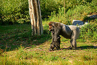 Western gorilla (male) - side view, Beekse Bergen, Netherlands This is Komale, a male gorilla as part of a harem of 3 females. At the time of this photo, Komale was 13 years old and a father of two.<br />
<br />
A famously misunderstood animal. A peaceful and calm vegetarian, for as long as you do not challenge his dominance. What happens when the raw power of a male gorilla is set loose is permanently engraved in dutch culture by means of the word: "Bokito-proof".<br />
<br />
It's a reference to an incident in 2007 where Bokito, a male Gorilla housed in a zoo near Rotterdam, managed to escape his enclosure and severely wounded a woman and injured 3 others. The particular woman had been visiting Bokito several times per week for a long time. She would tap the glass, smile at the gorilla, and stare at him. Zoo staff repeatedly told her to stop doing this, but she continued, claiming to have a special bond with him. The bond was indeed special, but not in a good way. Tapping, smiling and staring taunts gorillas.<br />
<br />
It had been Bokito's second escape, hence "Bokito-proof" refers to the extreme amount of counter measures one must take to resist a rare but explosive outburst of aggression.<br />
https://www.jungledragon.com/image/137475/western_gorilla_male_beekse_bergen_netherlands.html<br />
https://www.jungledragon.com/image/137477/western_gorilla_male_-_frontal_beekse_bergen_netherlands.html<br />
https://www.jungledragon.com/image/137476/western_gorilla_male_-_closeup_beekse_bergen_netherlands.html Beekse Bergen,Europe,Gorilla gorilla,Netherlands,Western gorilla,World