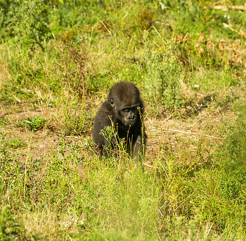 Western gorilla (baby), Beekse Bergen, Netherlands This is one of the two youngsters born out of a harem of 3 females and one male. One of the females, possible mother:
https://www.jungledragon.com/image/137474/western_gorilla_female_beekse_bergen_netherlands.html
Father:

https://www.jungledragon.com/image/137475/western_gorilla_male_beekse_bergen_netherlands.html Beekse Bergen,Europe,Gorilla gorilla,Netherlands,Western gorilla,World