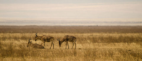 Topis at Ngorongoro crater floor I had only found out about these antelopes when we were planning our trip. It took a few days in Tanzania before we spotted one, above is our first spotting. Africa,Damaliscus korrigum,Geotagged,Ngorongoro,Ngorongoro Crater,Serengeti area,Tanzania,Topi