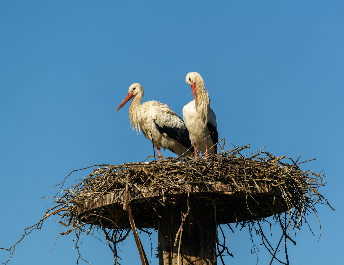 White Stork couple on best, Beekse Bergen, Netherlands Zoo photo. It used to be somewhat common in the Netherlands for white storks to nest on people&#039;s chimneys, but nowadays it&#039;s a rare sight. Beekse Bergen,Ciconia ciconia,Europe,Netherlands,White Stork,World