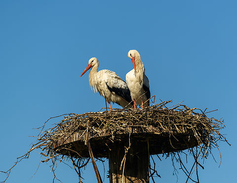 White Stork couple on best, Beekse Bergen, Netherlands Zoo photo. It used to be somewhat common in the Netherlands for white storks to nest on people's chimneys, but nowadays it's a rare sight. Beekse Bergen,Ciconia ciconia,Europe,Netherlands,White Stork,World