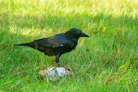 Carrion Crow, Beekse Bergen, Netherlands Free-ranging bird but opportunistically scavenging in the lion area of this zoo. Beekse Bergen,Carrion Crow,Corvus corone,Europe,Netherlands,World