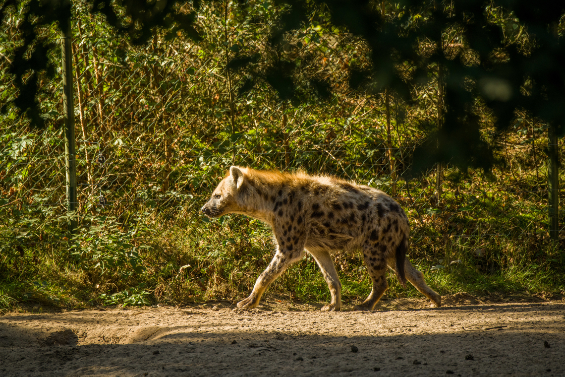Spotted Hyena, Beekse Bergen, Netherlands Zoo photo. Note the fore legs being lengthier than the hind legs, leading to its typical arched posture. Beekse Bergen,Crocuta crocuta,Europe,Netherlands,Spotted Hyena,World