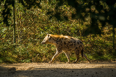 Spotted Hyena, Beekse Bergen, Netherlands Zoo photo. Note the fore legs being lengthier than the hind legs, leading to its typical arched posture. Beekse Bergen,Crocuta crocuta,Europe,Netherlands,Spotted Hyena,World
