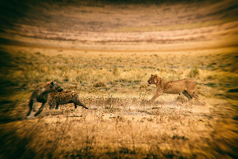 Lion and Hyena standoff in Ngorongoro crater, Tanzania An angry male lion, just robbed of its kill by Hyenas, makes an aggressive stand to send the howling dogs running. The effect applied to the scene is an Analog Pro effect, ironically called "Toy camera". Africa,Lion,Ngorongoro,Ngorongoro Crater,Panthera leo,Serengeti area,Tanzania
