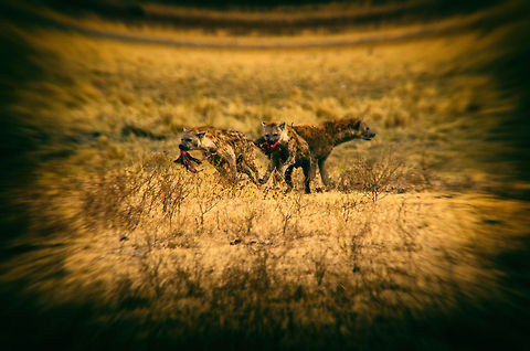 The meatz...we has it allz! Spotted Hyenas are visibly excited after stealing a kill from a silly lion. This is another "Toy camera" effect applied. Why yes, I find it normal to buy an expensive camera and then degrade the image artificially.  Africa,Crocuta crocuta,Geotagged,Ngorongoro,Ngorongoro Crater,Serengeti area,Spotted Hyena,Tanzania