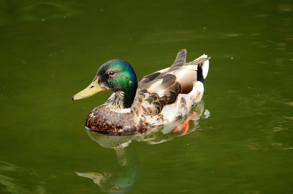 Male Mallard Duck A Male Mallard Duck in the greenish water of the Rhenen zoo, showing its beautiful green head. Anas platyrhynchos,Ducks,Mallard,Rhenen Zoo