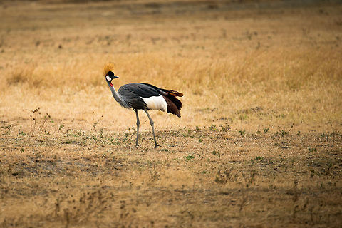 Grey Crowned Crane on Ngorongoro crater floor Very common in European zoos, for us the first time we see one in the wild, where it belongs. I still find it a stunning bird with an amazing definition. It's almost as if it is a cartoon character in a dull background. Africa,Balearica regulorum,Grey Crowned Crane,Ngorongoro,Ngorongoro Crater,Serengeti area,Tanzania