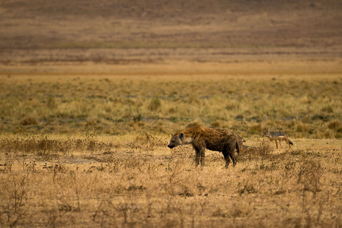 The thief and under thief A Spotted Hyena and Jackal staring at a distant opportunity to steal. I&#039;m surprised the Hyena doesn&#039;t kill the Jackal.  Africa,Crocuta crocuta,Ngorongoro,Ngorongoro Crater,Serengeti area,Spotted Hyena,Tanzania
