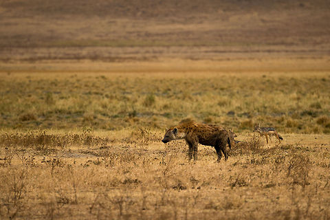 The thief and under thief A Spotted Hyena and Jackal staring at a distant opportunity to steal. I'm surprised the Hyena doesn't kill the Jackal.  Africa,Crocuta crocuta,Ngorongoro,Ngorongoro Crater,Serengeti area,Spotted Hyena,Tanzania