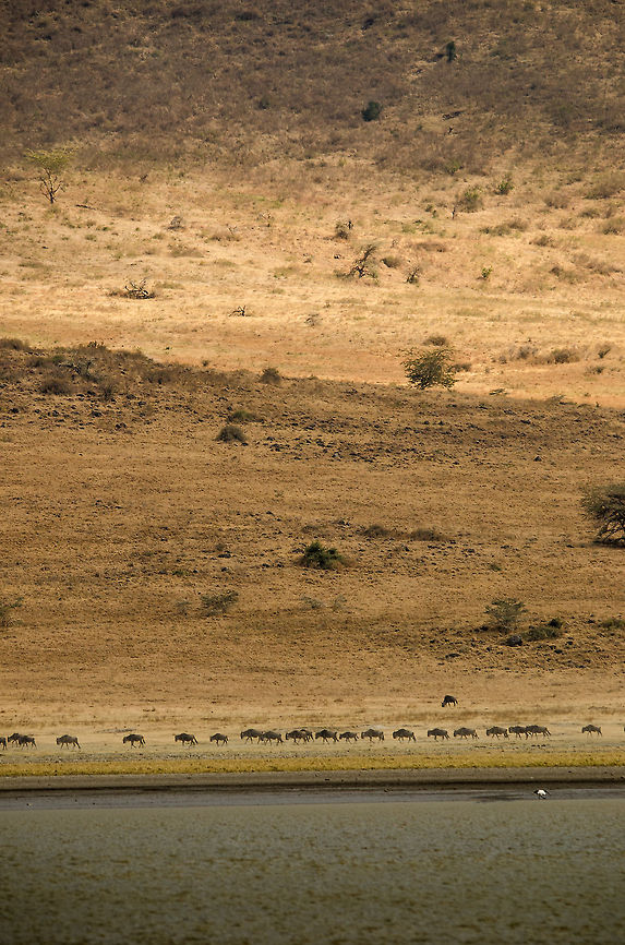 Wildebeests passing through the vast Ngorongoro crater It is hard to believe that this is a crater floor. The background shows the rising crater edge, but only a small part of it. In the foreground is a small lake situated in the crater. Africa,Blue wildebeest,Connochaetes taurinus,Geotagged,Ngorongoro,Ngorongoro Crater,Serengeti area,Tanzania