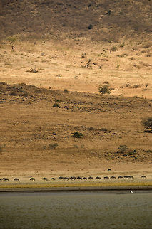 Wildebeests passing through the vast Ngorongoro crater It is hard to believe that this is a crater floor. The background shows the rising crater edge, but only a small part of it. In the foreground is a small lake situated in the crater. Africa,Blue wildebeest,Connochaetes taurinus,Geotagged,Ngorongoro,Ngorongoro Crater,Serengeti area,Tanzania