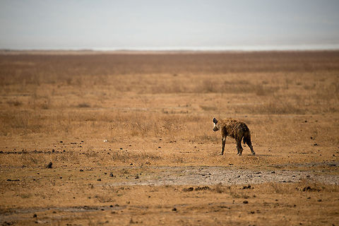 Finding food on Mars This spotted Hyena is navigating the Ngorongoro crater floor in search of food. This photo illustrates the challenge of doing so in a flat and vast landscape where everyone and everything can see you coming from a mile. Africa,Crocuta crocuta,Ngorongoro,Ngorongoro Crater,Serengeti area,Spotted Hyena,Tanzania