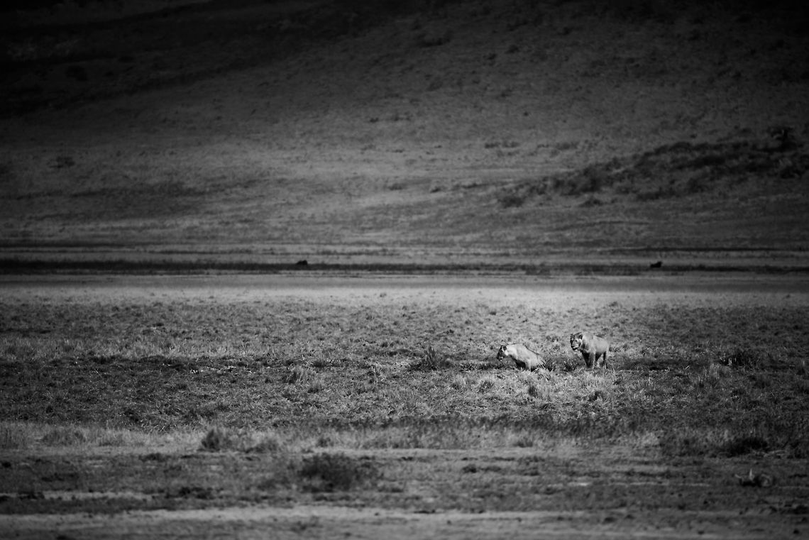 Young Lion couple on Ngorongoro crater floor (B&W)  Africa,Lion,Ngorongoro,Ngorongoro Crater,Panthera leo,Serengeti area,Tanzania