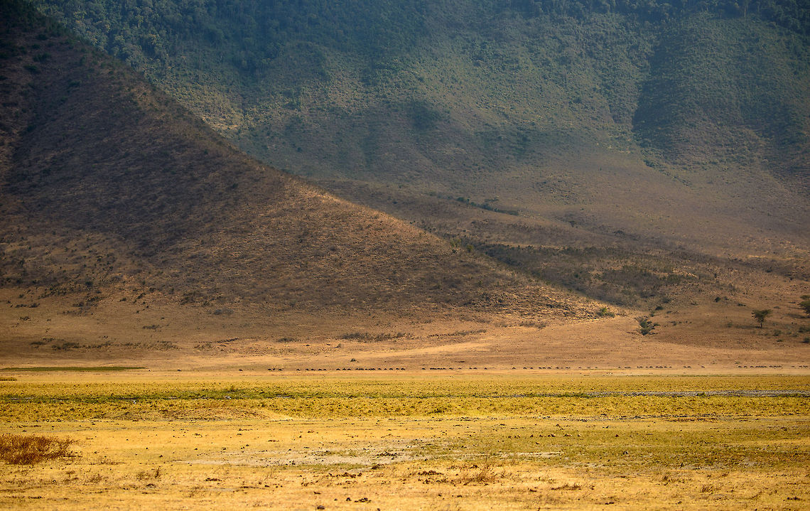 Wildebeests passing through the vast Ngorongoro crater - 2 This is another shot best experienced in fullscreen mode on a large screen. Only then will you be able to see the Wildebeests compared to the vastness of the landscape. The landscape in this case is the Ngorongoro crater edge, as seen from the crater floor. Africa,Ngorongoro,Ngorongoro Crater,Serengeti area,Tanzania