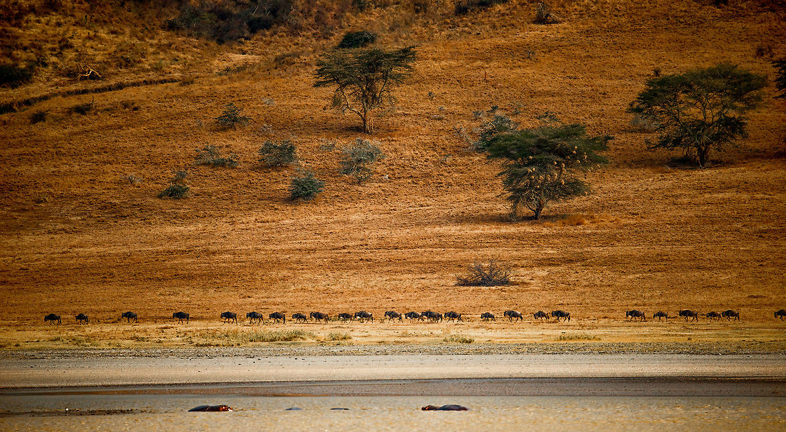 Wildebeests touring the Ngorongoro crater Hippos in the front, Wildebeests in the middle, and a weaver nest covered tree in the back.  Africa,Blue wildebeest,Connochaetes taurinus,Ngorongoro,Ngorongoro Crater,Serengeti area,Tanzania